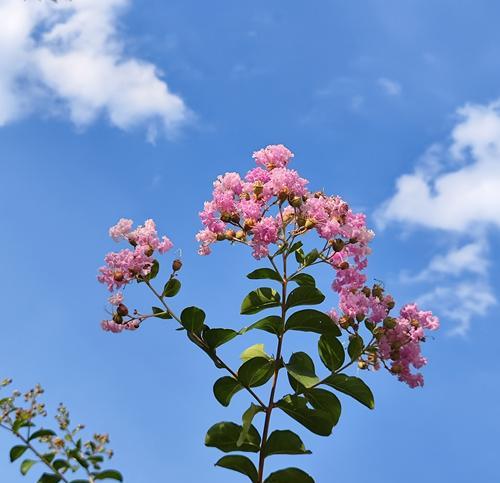 哪种花象征着和平？花语中和平的含义是什么？