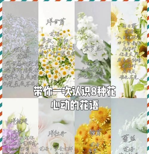哪种花象征着和平？花语中和平的含义是什么？
