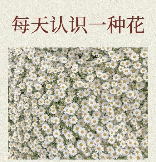 哪种花象征着和平？花语中和平的含义是什么？