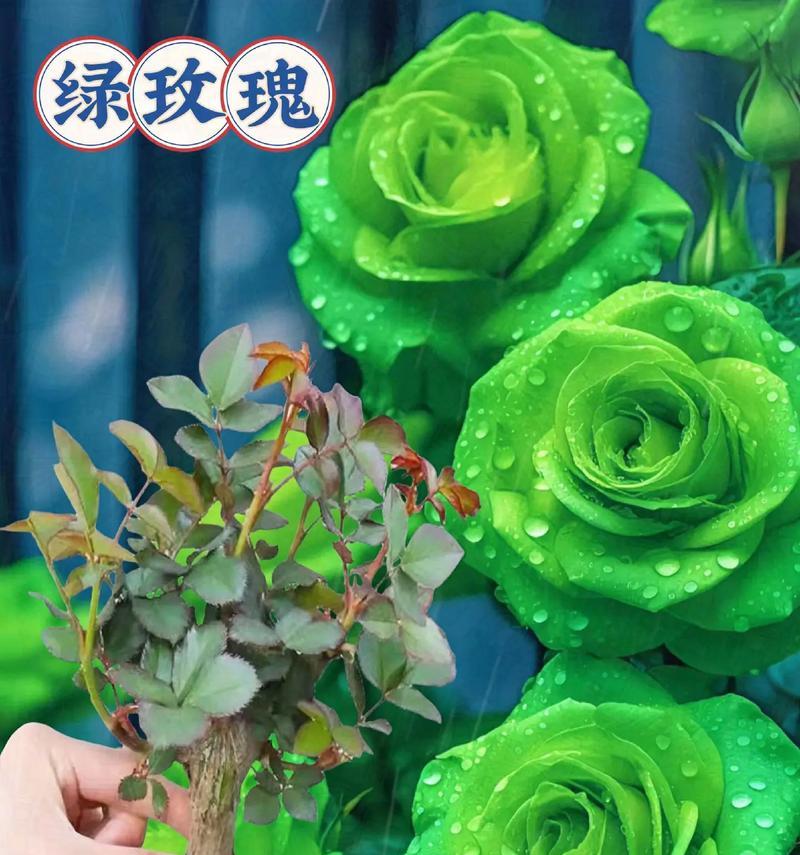 绿色的花有哪些？它们的花语代表母亲吗？