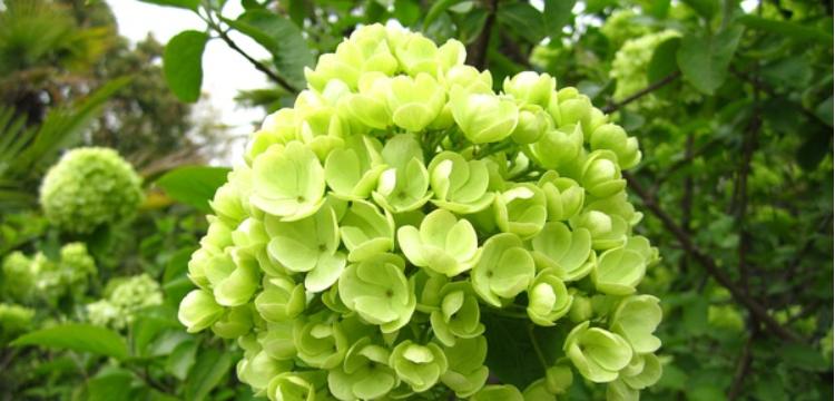 绿色的花有哪些？它们的花语代表母亲吗？