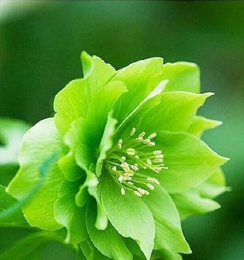 绿色的花有哪些？它们的花语代表母亲吗？
