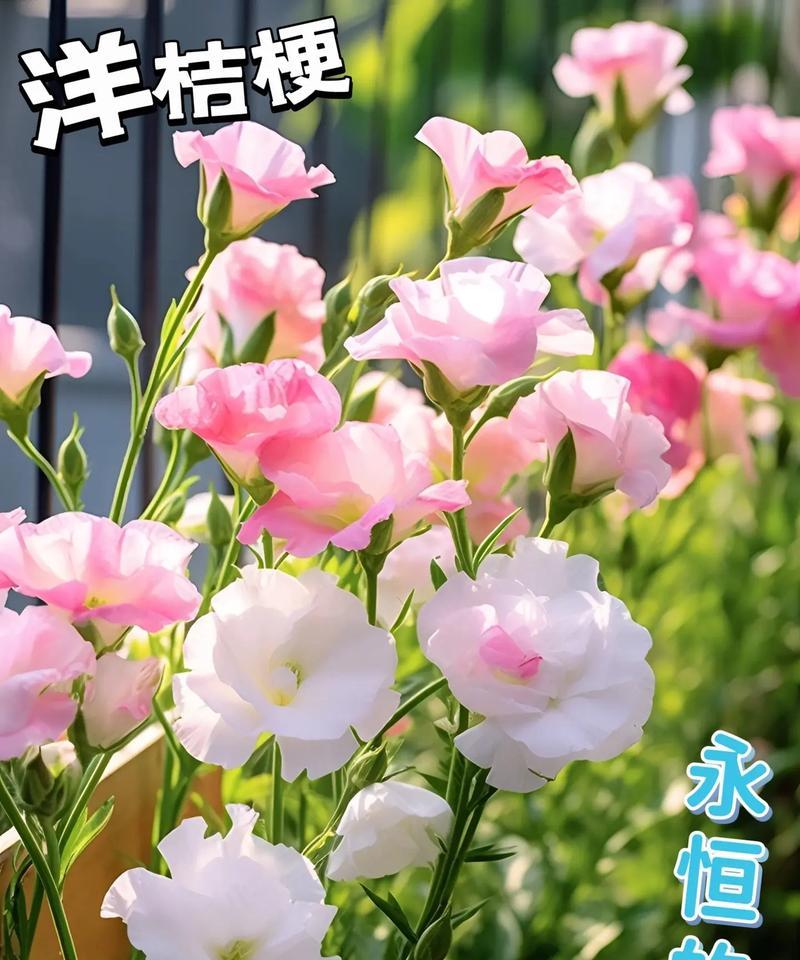 有哪些花的花语不是表达爱情？它们各自代表什么？