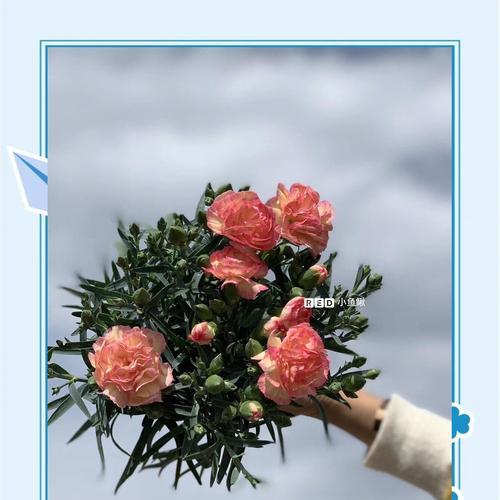 母亲节康乃馨花语有何含义？送康乃馨的意义是什么？