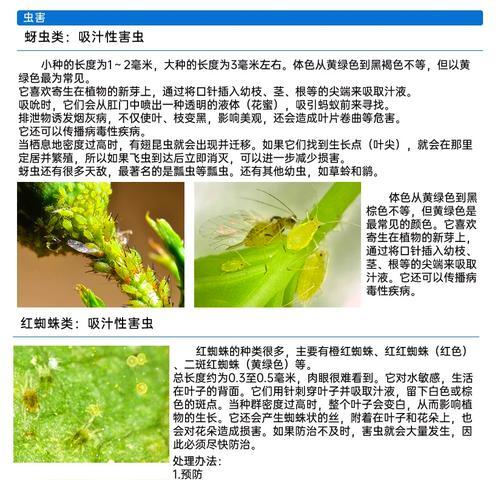 海棠花的花语是什么？它代表了什么含义？