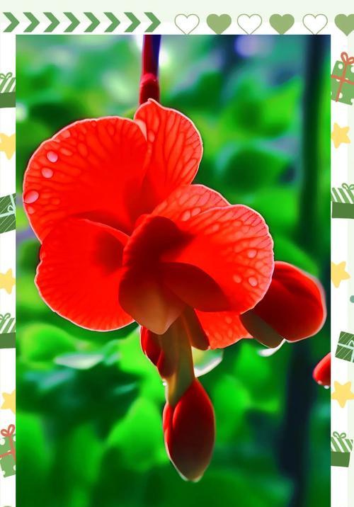 海棠花的花语是什么？它代表了什么含义？