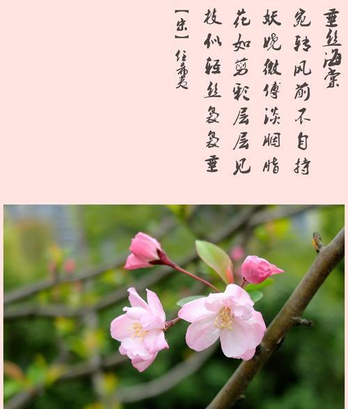 海棠花的花语是什么？它代表了什么含义？