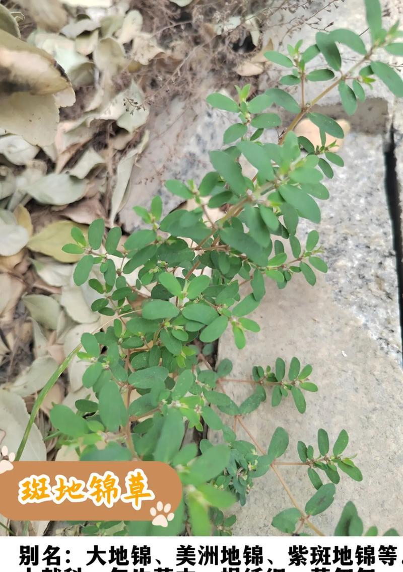 石锦草花语的深层含义是什么？