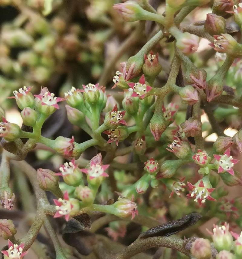 石锦草花语的深层含义是什么？