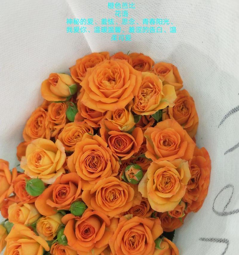 香槟橙色花语的寓意是什么？香槟橙色花语代表什么？