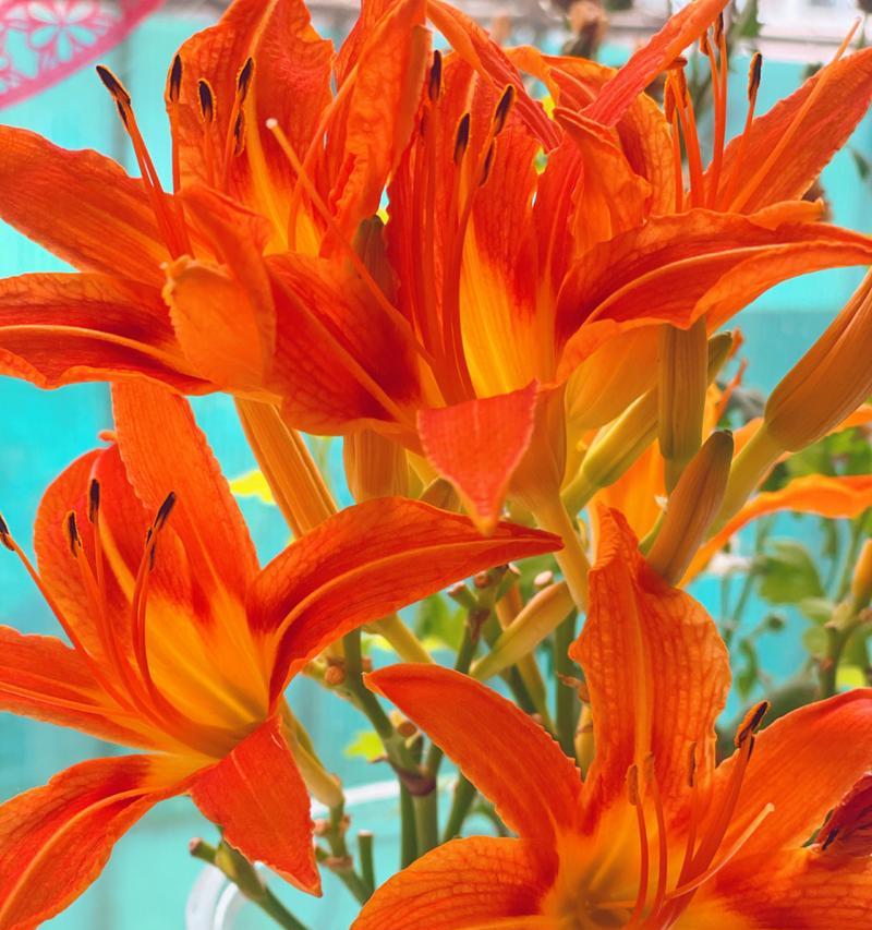 香槟橙色花语的寓意是什么？香槟橙色花语代表什么？