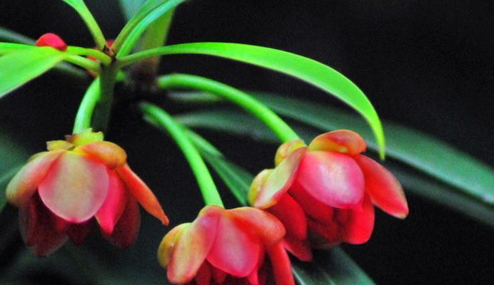 白色茴香的花语是什么？它在花卉语言中代表什么？