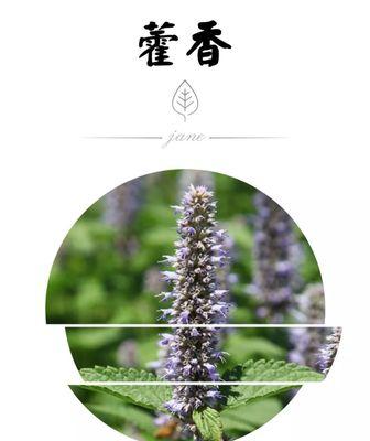 白色茴香的花语是什么？它在花卉语言中代表什么？