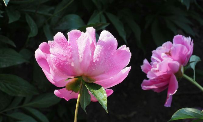 噼里啪啦糖果的花语是什么？它在花语中代表了什么？