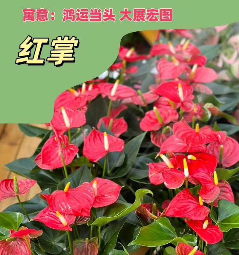开挂的红针花语代表什么？