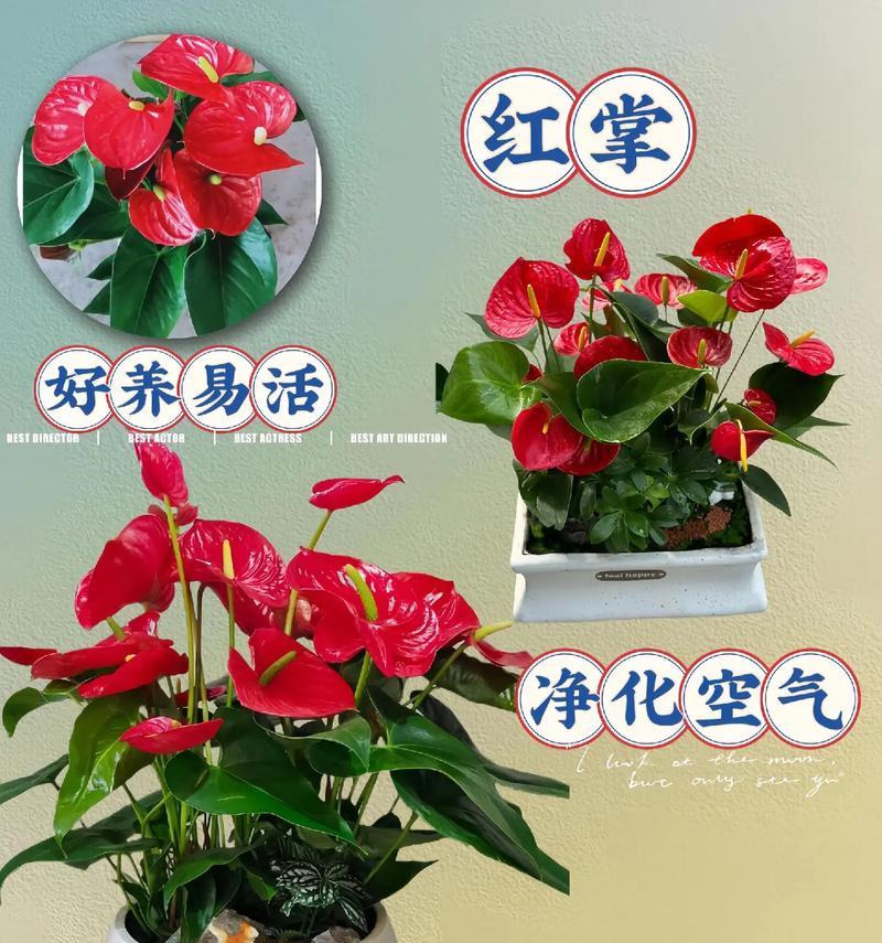 开挂的红针花语代表什么？