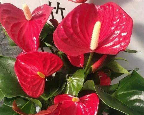 开挂的红针花语代表什么？