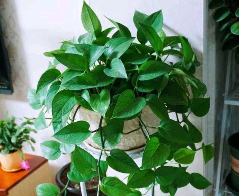100种最火的花语是什么花？写绿萝的花语和寓意是什么？