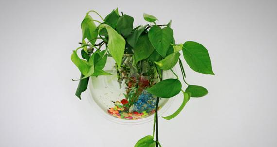 100种最火的花语是什么花？写绿萝的花语和寓意是什么？