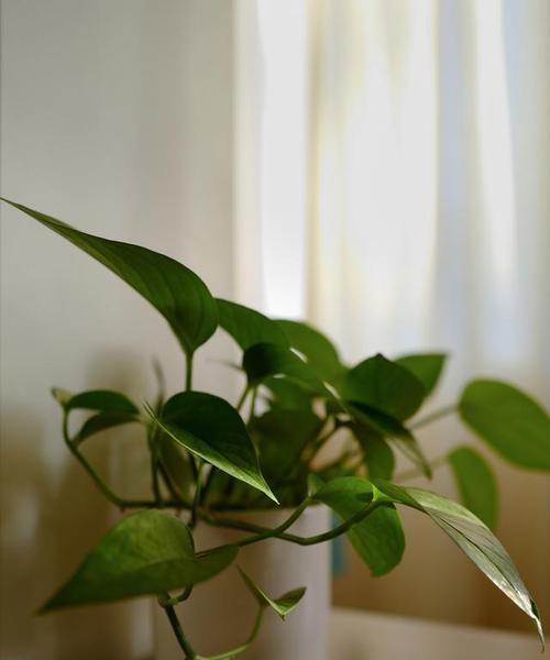100种最火的花语是什么花？写绿萝的花语和寓意是什么？