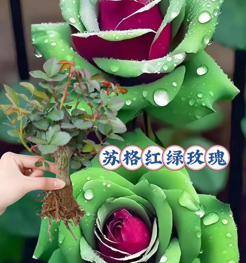 福乐怡玫瑰的花语是什么？它代表了哪些美好寓意？