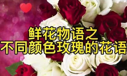 家人送的花代表了什么花语？