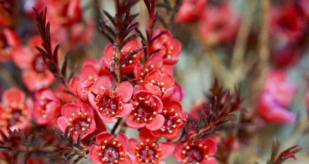 六瓣梅花有何特别的花语？