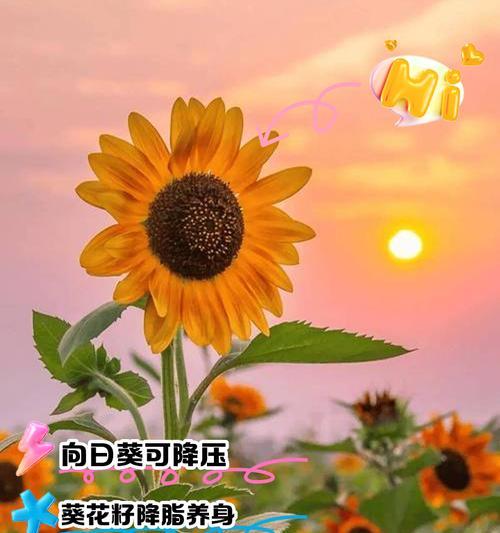 向日葵的花语代表什么意义？