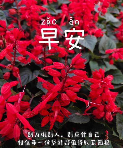 相见不能相恋的花语是什么？这种花语代表什么情感？