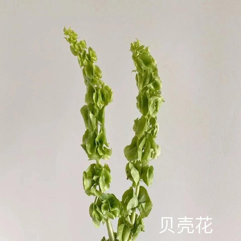 小彩菊绿色的花语有何特别含义？