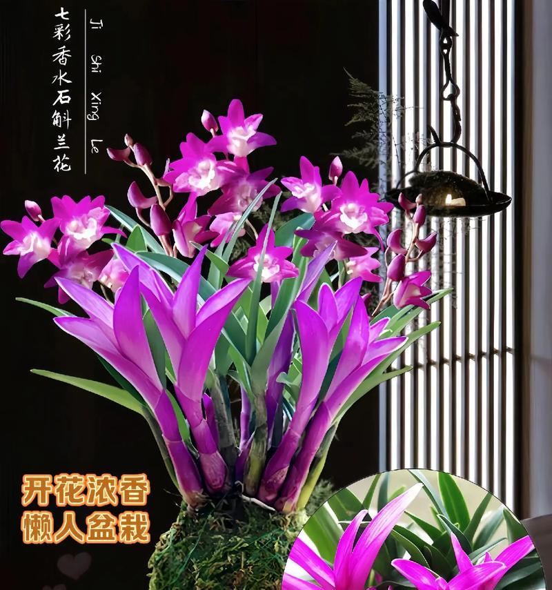 兰花与石斛的花语分别是什么？它们的寓意是什么？