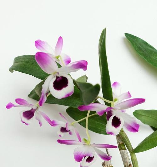 兰花与石斛的花语分别是什么？它们的寓意是什么？
