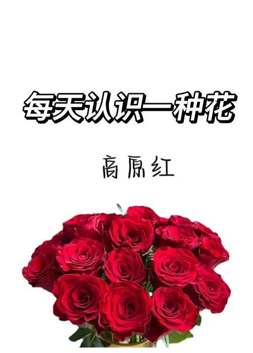 红色玫瑰花代表什么？这种花语背后有什么特别的含义？