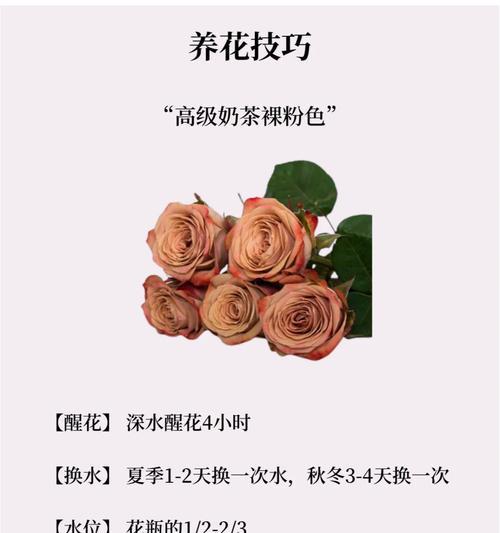 朋友的花花语有何特殊含义？送朋友什么花最合适？