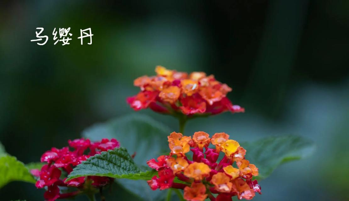 马库斯花语寓意有何不同？