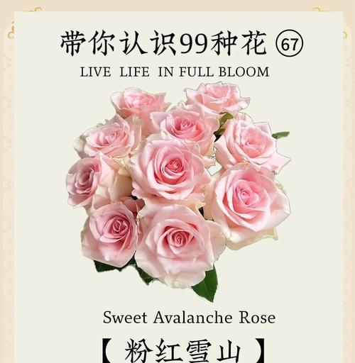粉红玫瑰传递给妈妈的爱意？