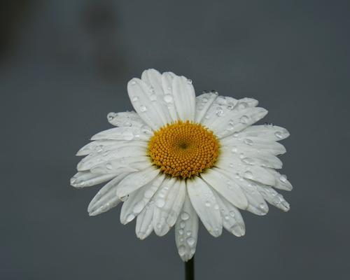 遗忘我的花语是什么？它代表了怎样的情感？