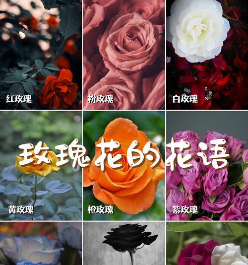四朵玫瑰花的花语是什么？
