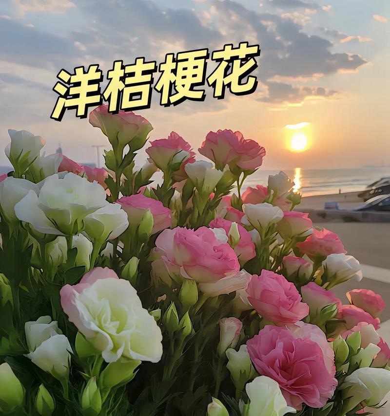 白桔梗花的寓意花语是什么？桔梗花有哪些不同的含义？