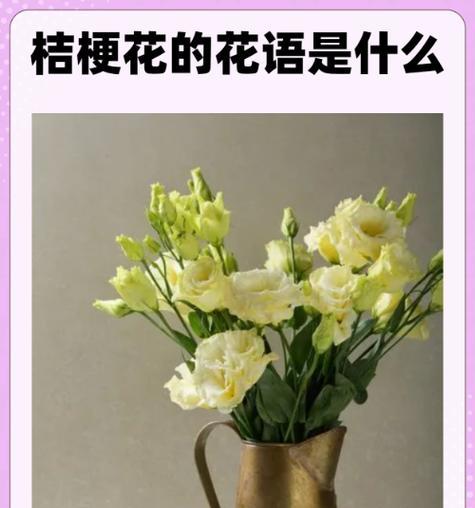 白桔梗花的寓意花语是什么？桔梗花有哪些不同的含义？