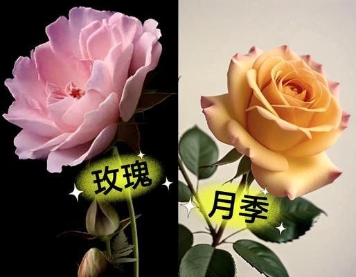 十三朵月季象征着什么？