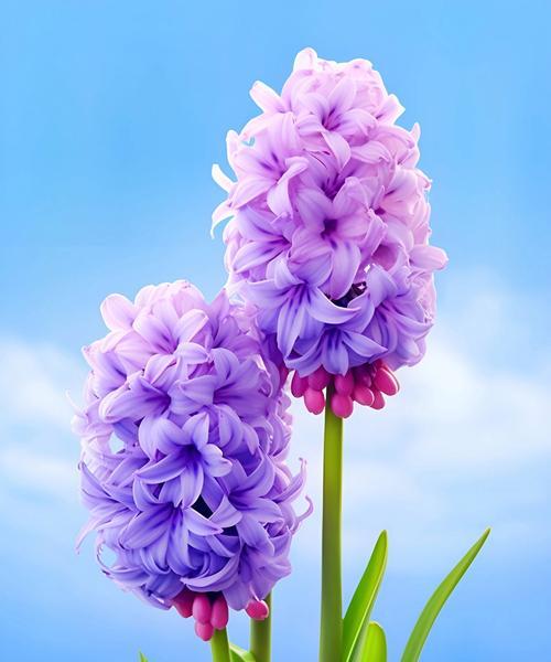 哪种花的花语能够表达自由的句子？