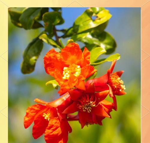 五月有哪些花开放？它们各自的花语是什么？