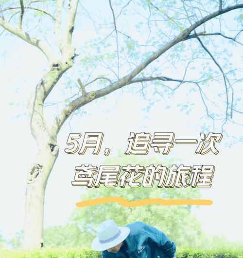 五月有哪些花开放？它们各自的花语是什么？