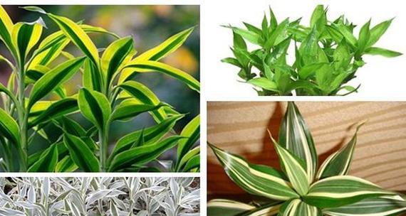 平安富贵的花语有哪些？它们各自代表什么？