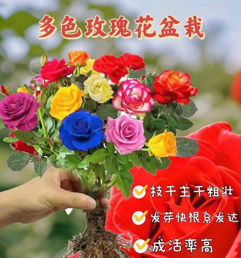 高雅爱人玫瑰花的花语是什么？代表了什么？