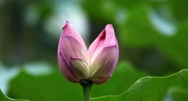 并蹄莲的花语有何深意？它象征着什么？