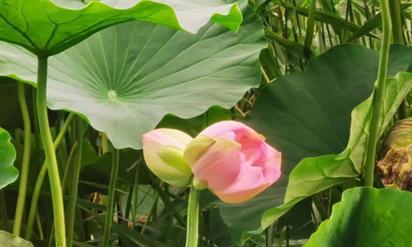 并蹄莲的花语有何深意？它象征着什么？
