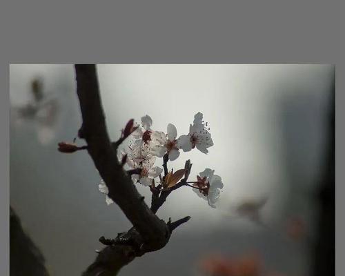 卷幔临花语什么意思？卷幔临的花语有何深意？
