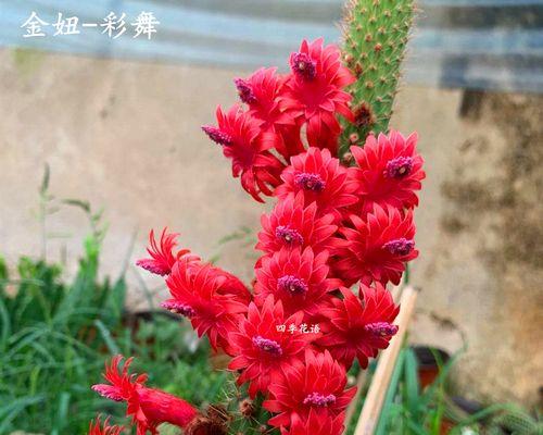 仙人掌花语暗示什么？如何解读其独特含义？